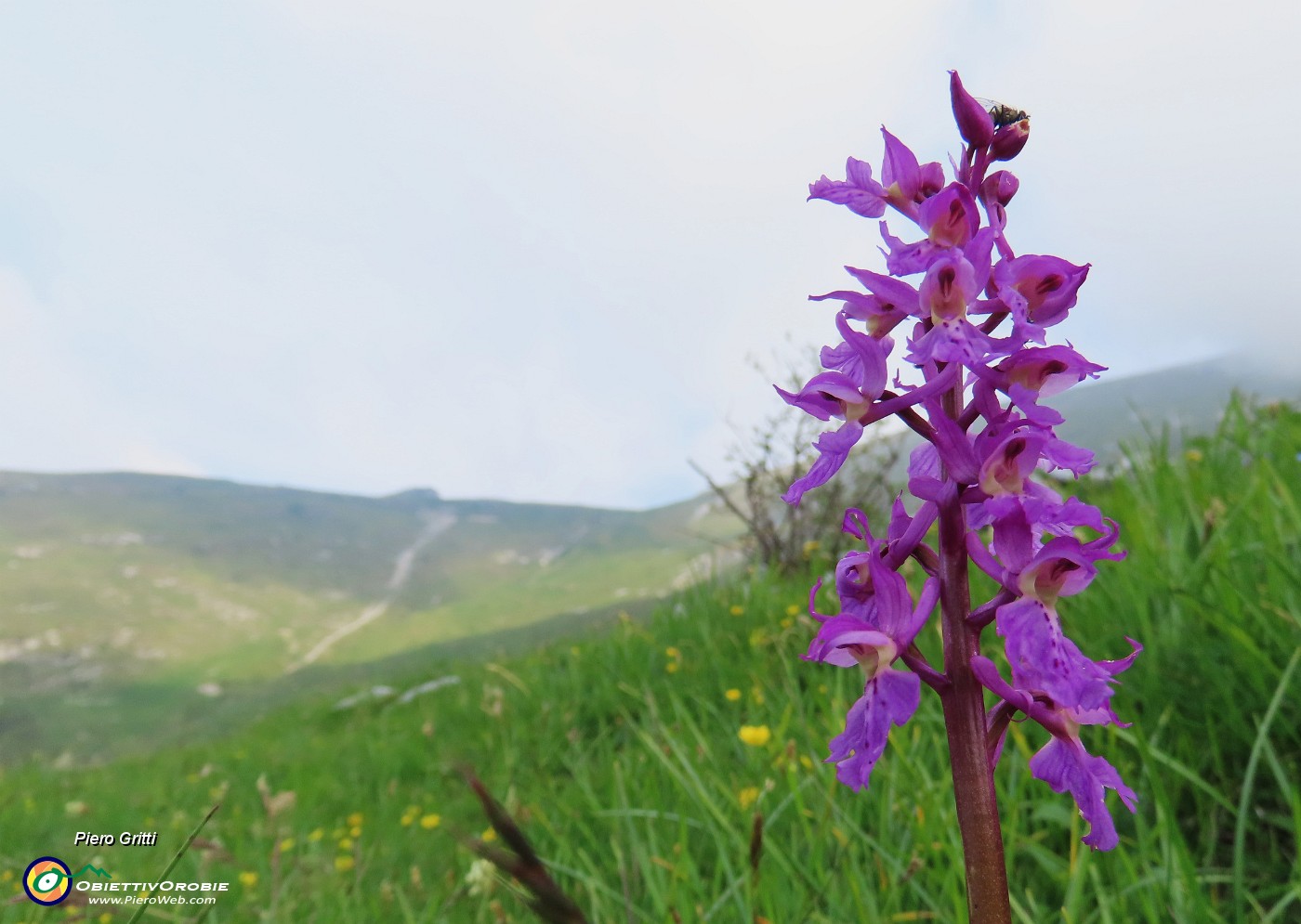 27 Orchis mascula (Orchidea maschia).JPG